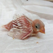 真っ白にそだて～～　白文鳥のヒナでｺﾞｻﾞｲﾏｽ～～