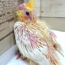 もじもじタイプ。オカメインコ　ルチノーになります！　2021　6月4日