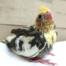 白が多めのｷﾚｲなコ♪　オカメインコ　パイド　2021　6月4日