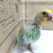 ほっこり♪セキセイインコ　パステルカラーレインボー　2021　6月3日