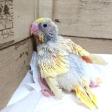 ちょっと賑やかなコ。セキセイインコ　パステルレインボーパイド　2021　6月3日