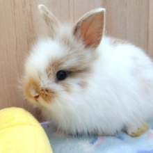 もふっとした毛が自慢のコです！　ライオンラビット～～