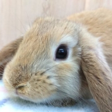 おっとりさん♪♪ロップイヤーですっ☆