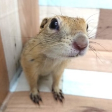ちびっコ、リチャードソンジリス来ました♪