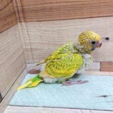 新緑カラーですね～　セキセイインコ　スパングル～～
