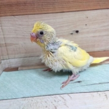 ダントツ！ｷﾚｲ～～☆　セキセイインコ　パステルレインボーパイド