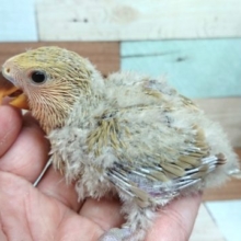 落ち着きあるカラーです☆コザクラインコ　シナモン～～