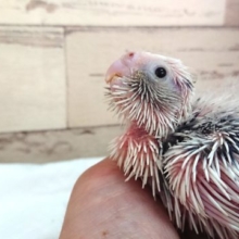 白いお顔のオカメインコ。　ホワイトフェイスパイドになります！