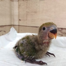 安定の甘えっぷり♪　コザクラインコ　　　ノーマルです！