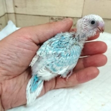 ドヤ顔が可愛いんです♪　セキセイインコ　スパングル〜〜