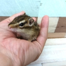 来ましたっ！シマリスですーー！