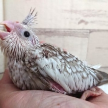 白いお顔のオカメインコ、ホワイトフェイスシナモンパール 2021 ６月１０日