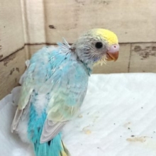 ｽﾃｷなカメラ目線。セキセイインコ　レインボーになります！　2021　６月１０日