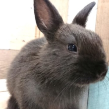 動画あり！　おっとりドワーフラビット