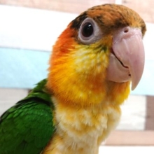 動画あり！ まさか、できるとは。。☆シロハラインコ〜〜