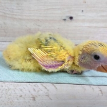黄色の綿毛☆コザクラインコ　オパーリン～～