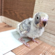 将来のカラーが楽しみですよっ　セキセイインコ　パステルオパーリン