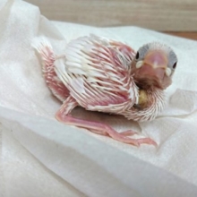 白さが光る～文鳥っ　白文鳥になります！