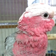 ピンクが目印☆　モモイロインコ～～
