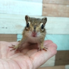 かなりおススメのシマリス！再度入荷！！