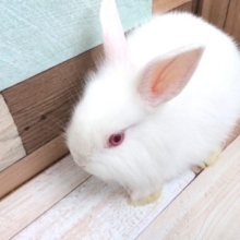 真っ白、赤目さん☆ライオンラビット アルビノになりますっ