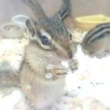 シマリス♪♪いたっ☆☆