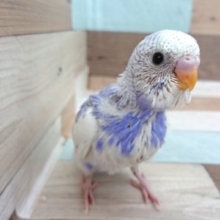モデルっぽい？セキセイインコ　パイドになります～～