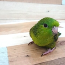 まずはノーマルカラーが良いのかな？？サザナミインコ～～