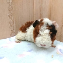 手のりモルちゃん☆ テッセルです