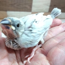カッコいいカラーですね。。シルバー文鳥～～