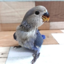 目指せ！らぶらぶバード～～コザクラインコ　バイオレット☆
