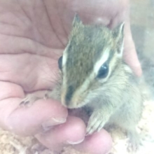 相変わらずの人気者☆シマリス来ましたよー