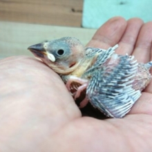 安定の無表情。。そこがポイント！シルバー文鳥～～