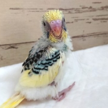 ちょっとﾚｱカラー☆　セキセイインコ　パステルオパーリンパイド～～