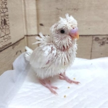 美白さんです♪　羽衣セキセイインコ　ダブルファクター　2021　6月25日　