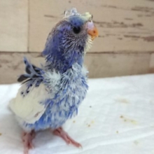 レア種にてレアカラーですっ　羽衣セキセイインコ　パステルオパーリンパイド　２０２１　６月２５日