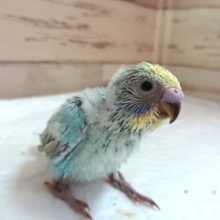 定番人気のカラーです！　セキセイインコ　レインボー　2021　6月25日