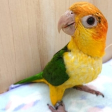 動画あり！ あれ？もう終わりですか？？シロハラインコ～