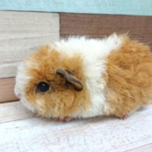 手のひらサイズのモルちゃん☆　テッセルモルモット