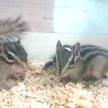 とうとう。。最後かな？シマリス　男のコ～～