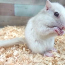 人気の白いリス！　ホワイトシマリス、来ました～～