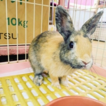 最新画像更新！！！ずんぐりむっくりなネザーランドドワーフラビットさん♥️