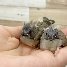 ヒナ頃の姿が可愛くて面白い！？キンカ鳥ヒナ！