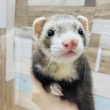 最新お遊び動画あり！可愛いお顔で迫ってくる♪マーシャルフェレットちゃん！