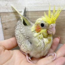 後ろに下がっていく！？オカメインコヒナ(シナモンパールパイド)