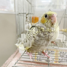 一人餌になりました！！！愛おしさの塊♥オカメインコ(シナモンパール)