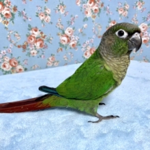 手乗りウロコインコ　ノーマル　6月30日