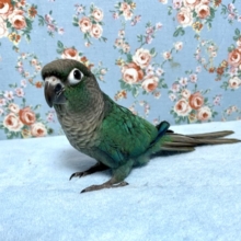 手乗りウロコインコ  ブルー  ６月３０日