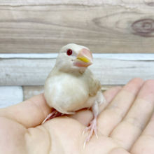 ぶどう目がとっても綺麗☆シナモン文鳥ヒナ！