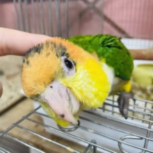 可愛さ甘々度200%♡シロハラインコヒナ！